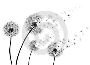 Abstract Dandelions dandelion with flying seeds photo